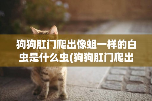 狗狗肛門爬出像蛆一樣的白蟲是什么蟲(狗狗肛門爬出像蛆一樣的白蟲兩只眼睛腫脹)