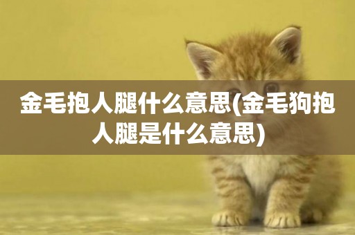 金毛抱人腿什么意思(金毛狗抱人腿是什么意思)