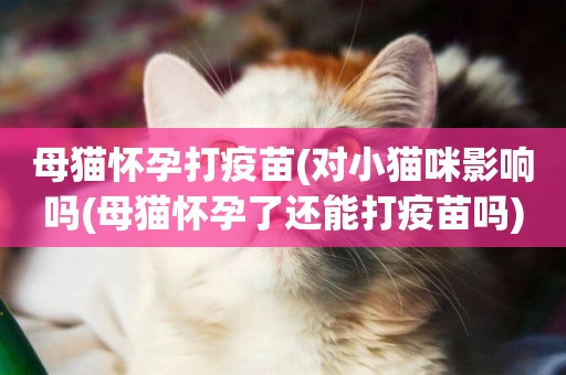 母貓懷孕打疫苗(對小貓咪影響嗎(母貓懷孕了還能打疫苗嗎)