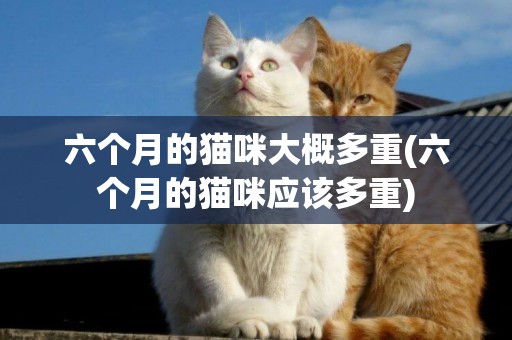 六個月的貓咪大概多重(六個月的貓咪應該多重)