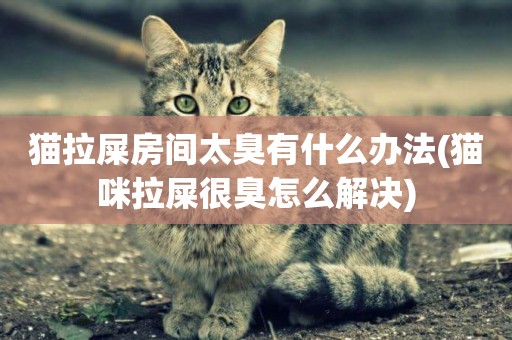 貓拉屎房間太臭有什么辦法(貓咪拉屎很臭怎么解決)