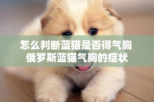 怎么判斷藍貓是否得氣胸 俄羅斯藍貓氣胸的癥狀