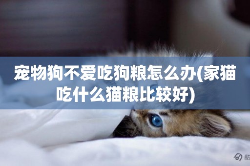 寵物狗不愛吃狗糧怎么辦(家貓吃什么貓糧比較好)