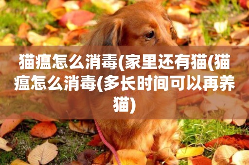 貓瘟怎么消毒(家里還有貓(貓瘟怎么消毒(多長時間可以再養貓)