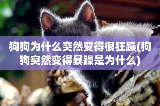 狗狗為什么突然變得很狂躁(狗狗突然變得暴躁是為什么)