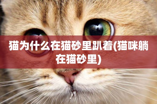 貓為什么在貓砂里趴著(貓咪躺在貓砂里)
