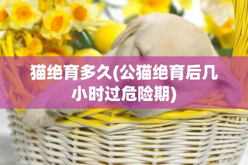 貓絕育多久(公貓絕育后幾小時過危險期)