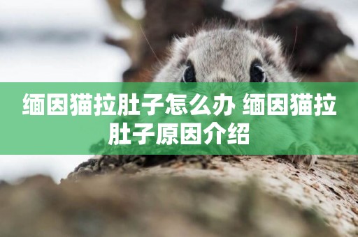 緬因貓拉肚子怎么辦 緬因貓拉肚子原因介紹