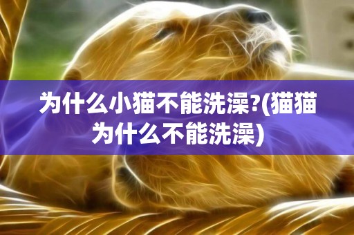為什么小貓不能洗澡?(貓貓為什么不能洗澡)