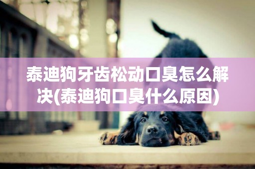 泰迪狗牙齒松動口臭怎么解決(泰迪狗口臭什么原因)