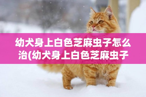 幼犬身上白色芝麻蟲子怎么治(幼犬身上白色芝麻蟲子會傳染人嗎)