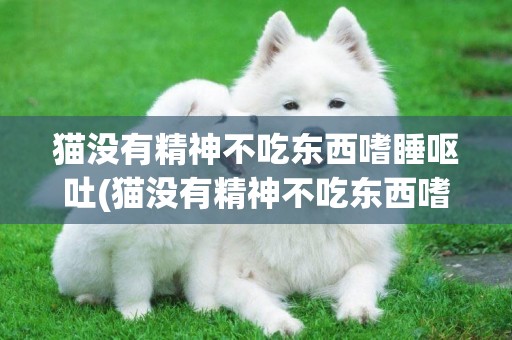 貓沒有精神不吃東西嗜睡嘔吐(貓沒有精神不吃東西嗜睡)