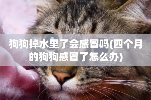 狗狗掉水里了會感冒嗎(四個月的狗狗感冒了怎么辦)