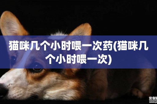 貓咪幾個小時喂一次藥(貓咪幾個小時喂一次)