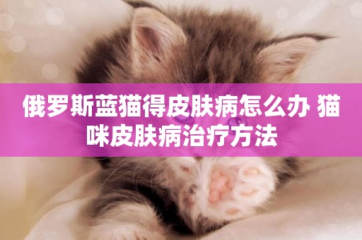 俄羅斯藍貓得皮膚病怎么辦 貓咪皮膚病治療方法