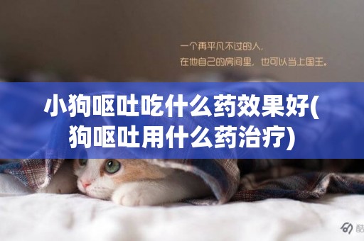 小狗嘔吐吃什么藥效果好(狗嘔吐用什么藥治療)