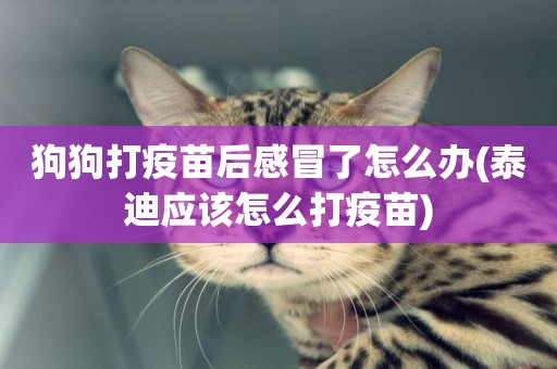 狗狗打疫苗后感冒了怎么辦(泰迪應該怎么打疫苗)