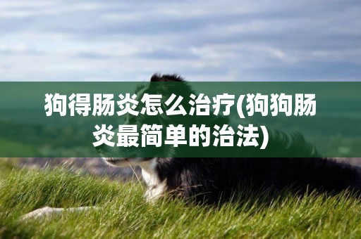 狗得腸炎怎么治療(狗狗腸炎最簡單的治法)