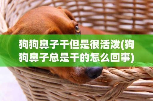 狗狗鼻子干但是很活潑(狗狗鼻子總是干的怎么回事)