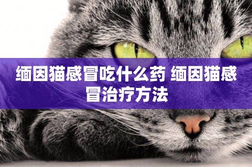 緬因貓感冒吃什么藥 緬因貓感冒治療方法