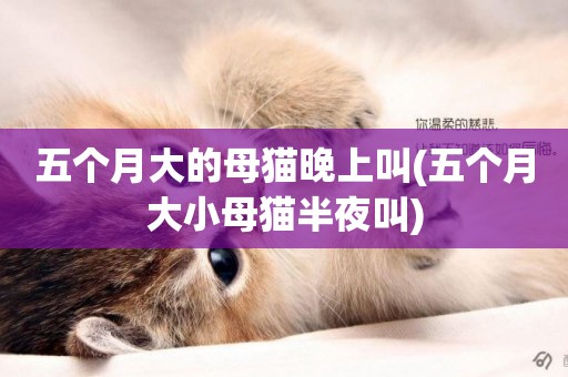 五個月大的母貓晚上叫(五個月大小母貓半夜叫)