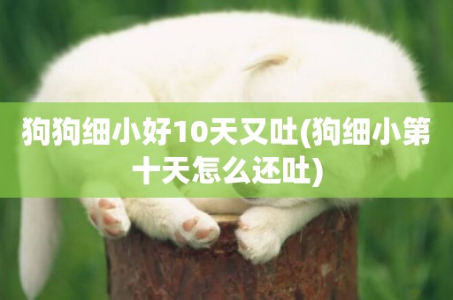 狗狗細小好10天又吐(狗細小第十天怎么還吐)