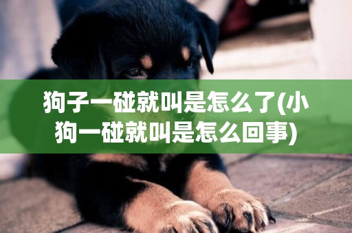 狗子一碰就叫是怎么了(小狗一碰就叫是怎么回事)