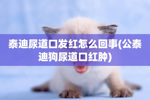 泰迪尿道口發紅怎么回事(公泰迪狗尿道口紅腫)