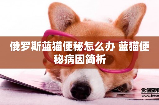 俄羅斯藍貓便秘怎么辦 藍貓便秘病因簡析