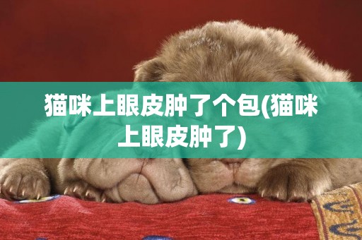 貓咪上眼皮腫了個包(貓咪上眼皮腫了)