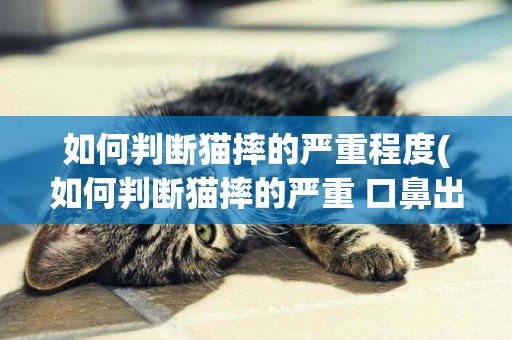 如何判斷貓摔的嚴重程度(如何判斷貓摔的嚴重 口鼻出血)