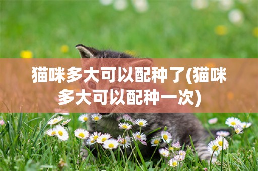 貓咪多大可以配種了(貓咪多大可以配種一次)