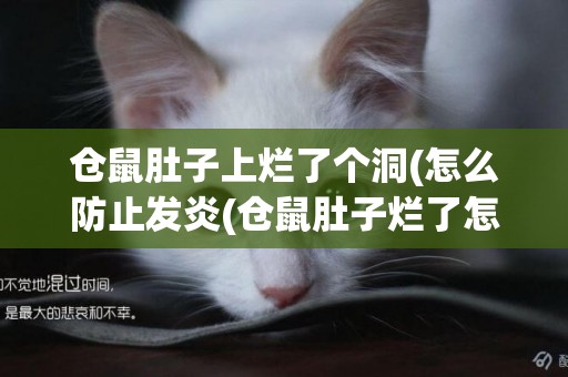 倉鼠肚子上爛了個洞(怎么防止發炎(倉鼠肚子爛了怎么辦)