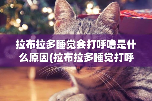 拉布拉多睡覺會打呼嚕是什么原因(拉布拉多睡覺打呼嚕正常嗎)