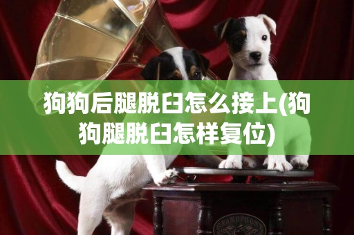 狗狗后腿脫臼怎么接上(狗狗腿脫臼怎樣復位)
