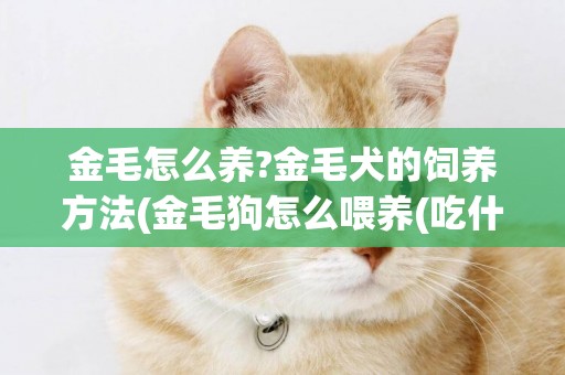 金毛怎么養?金毛犬的飼養方法(金毛狗怎么喂養(吃什么)