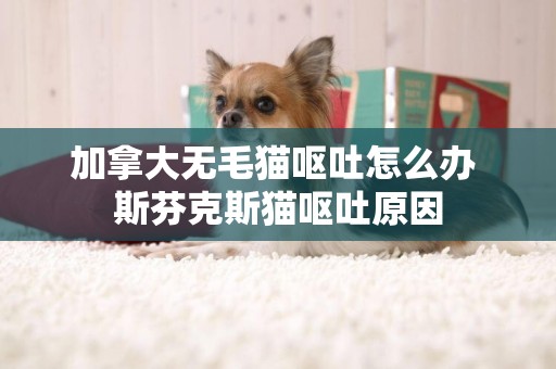 加拿大無毛貓嘔吐怎么辦 斯芬克斯貓嘔吐原因
