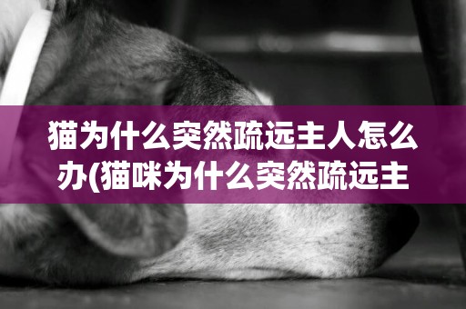 貓為什么突然疏遠主人怎么辦(貓咪為什么突然疏遠主人)