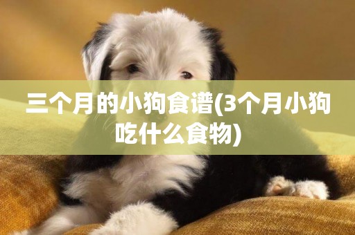 三個月的小狗食譜(3個月小狗吃什么食物)