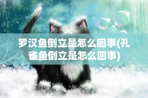 羅漢魚倒立是怎么回事(孔雀魚倒立是怎么回事)