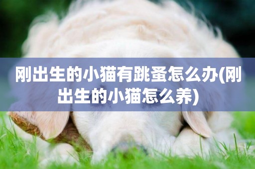 剛出生的小貓有跳蚤怎么辦(剛出生的小貓怎么養)
