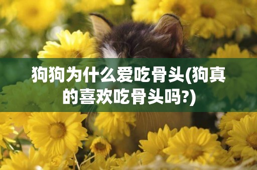 狗狗為什么愛吃骨頭(狗真的喜歡吃骨頭嗎?)