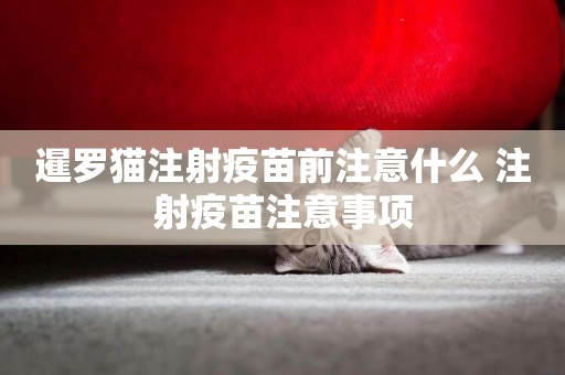 暹羅貓注射疫苗前注意什么 注射疫苗注意事項
