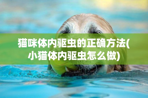 貓咪體內驅蟲的正確方法(小貓體內驅蟲怎么做)