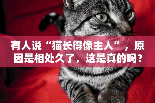 有人說“貓長得像主人”，原因是相處久了，這是真的嗎？