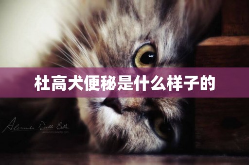 杜高犬便秘是什么樣子的