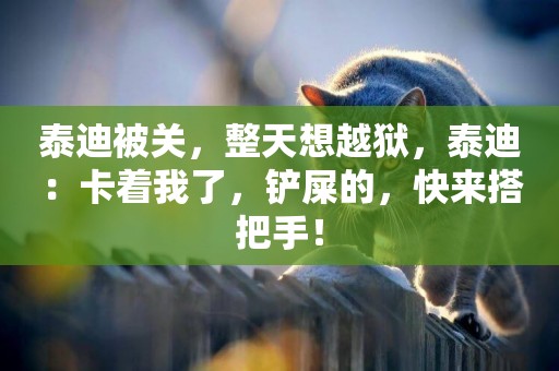 泰迪被關，整天想越獄，泰迪：卡著我了，鏟屎的，快來搭把手！