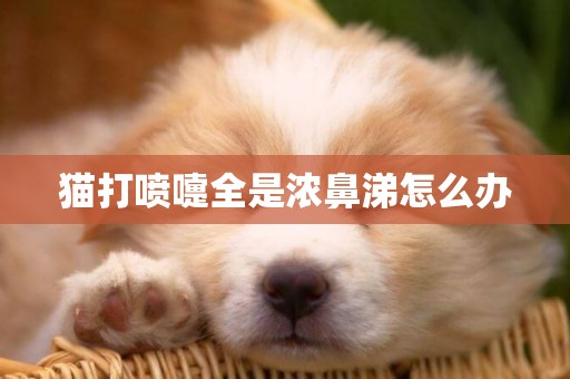 貓打噴嚏全是濃鼻涕怎么辦