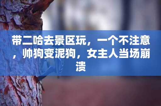 帶二哈去景區玩，一個不注意，帥狗變泥狗，女主人當場崩潰