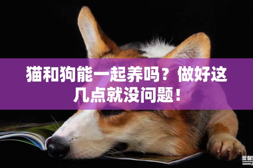 貓和狗能一起養嗎？做好這幾點就沒問題！